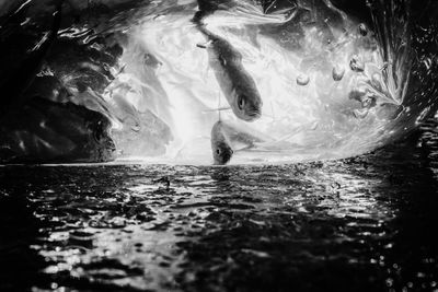 View of fish swimming in sea