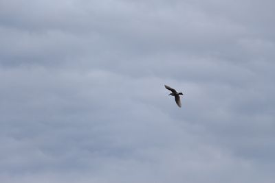 Low angle view of bird flying against sky