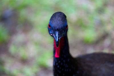 Close-up of swan