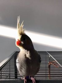 Close-up of bird perching