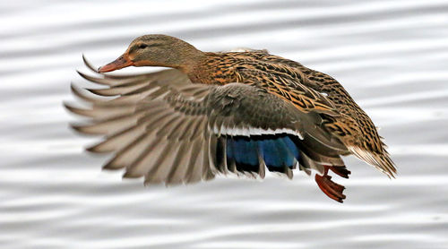 Close-up of bird against water