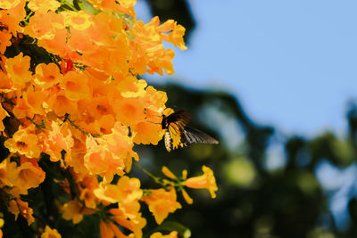 Close-up of bee on yellow flower