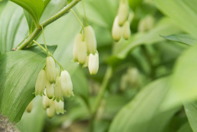 Close-up of flowering plant