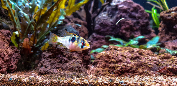 Fish swimming in sea