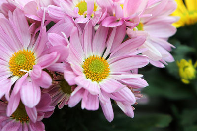 Close-up of pink flowering plants