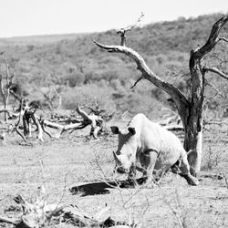 View of birds on land