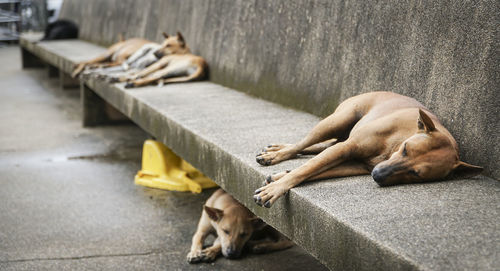 Stray dogs sleeping on stone seat