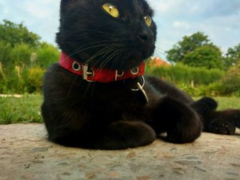 Close-up of black cat sitting on tree