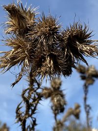 Close-up of dried plant in winter