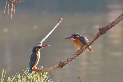 Close-up of birds perching on branch