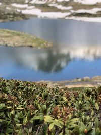 Close-up of plants in shallow water