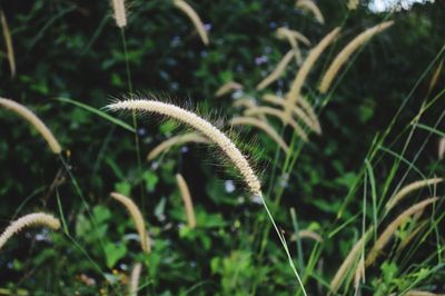 Close-up of plants against blurred background