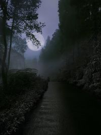 View of empty road in forest