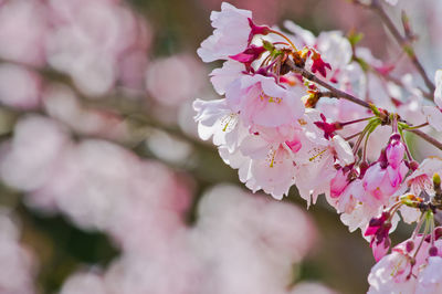 Close-up of pink cherry blossoms