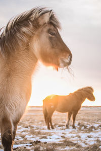 The iconic icelandic horse