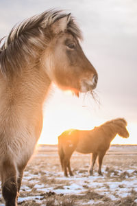 Close-up of horse on field against sky