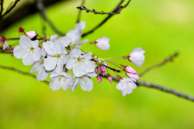 Close-up of cherry blossoms on tree