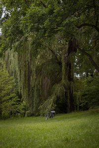 Trees in a forest