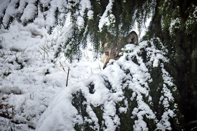 Snow covered trees in forest