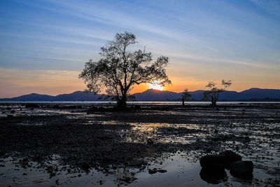 Silhouette trees on beach against sky during sunset