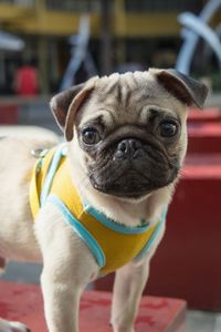 Close-up portrait of dog