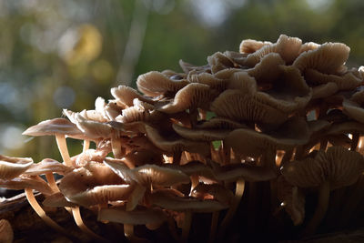 Close-up of flowers