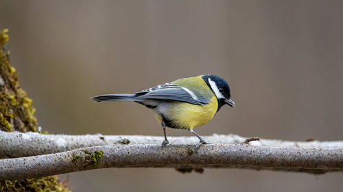 Close-up of bird perching