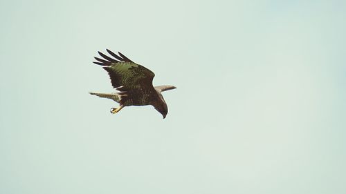 Low angle view of eagle flying against clear sky