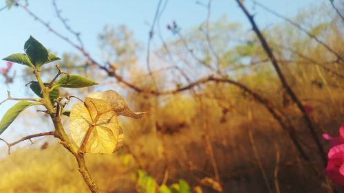 Close-up of leaves on branch