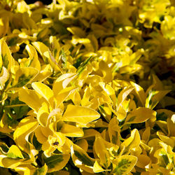 Close-up of yellow flowering plant