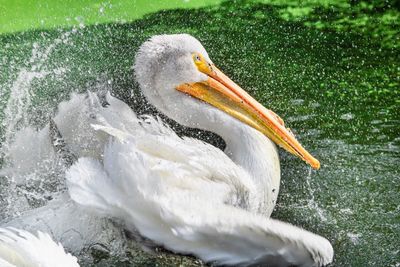 Close-up of duck swimming in lake