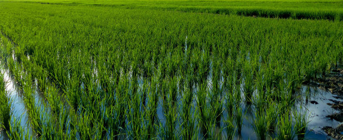 Crops growing on field