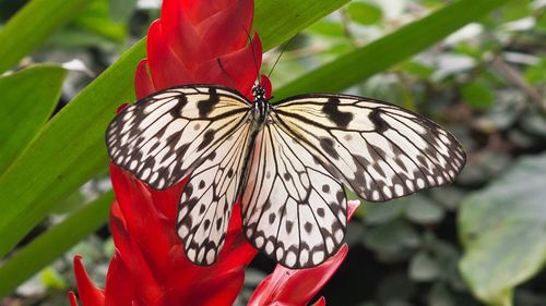 Close-up of butterfly on red leaf