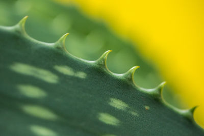 Full frame shot of succulent plant