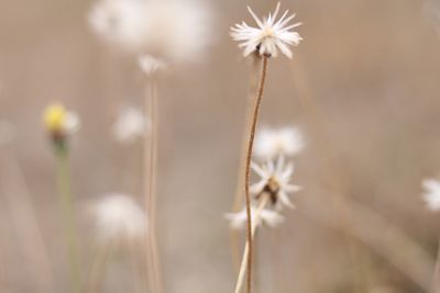 Close-up of flower against blurred background