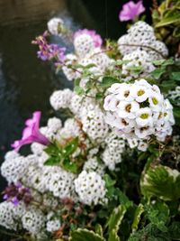 Close-up of white flowers blooming outdoors