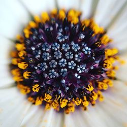 Close-up of yellow flower blooming outdoors