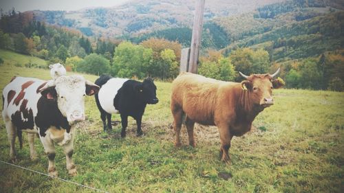 Cows standing in a field