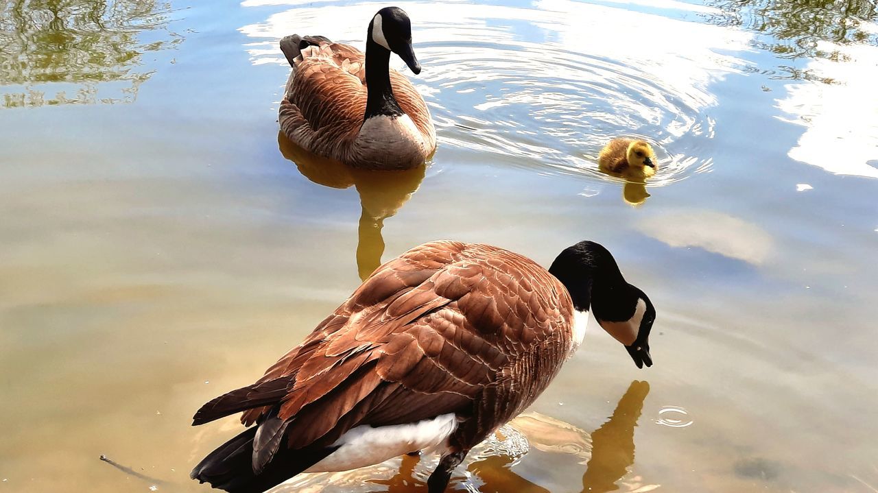 DUCKS SWIMMING ON LAKE