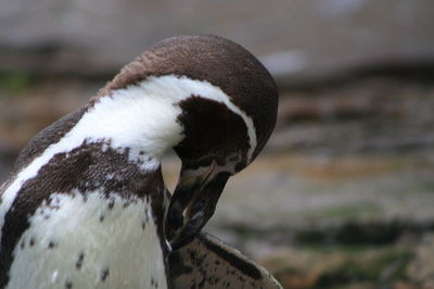 Close-up of penguin