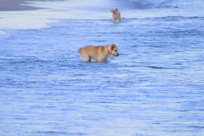 Dog lying in the water