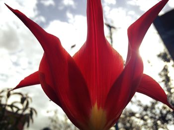 Close-up of red flower