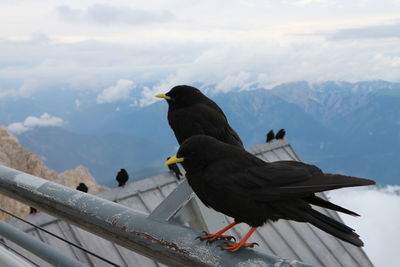 Bird perching on a mountain