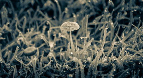 Close-up of plant growing on field