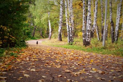Road amidst trees in forest during autumn