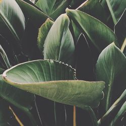 Close-up of leaves