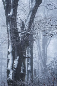 Bare trees in forest during winter