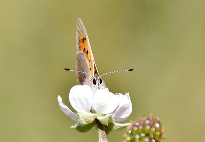 Close-up of butterfly pollinating on flower