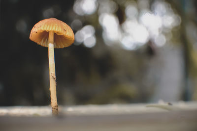 Close-up of mushroom growing on land