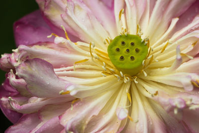 Close-up of pink flower blooming outdoors